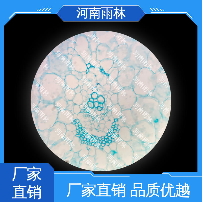 雨林教育工程 品质优良 个性化定做 可定制 植物标本