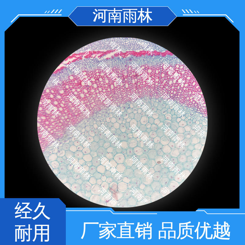 性价比高 植物标本 个性化定做 品质优良 雨林教育工程