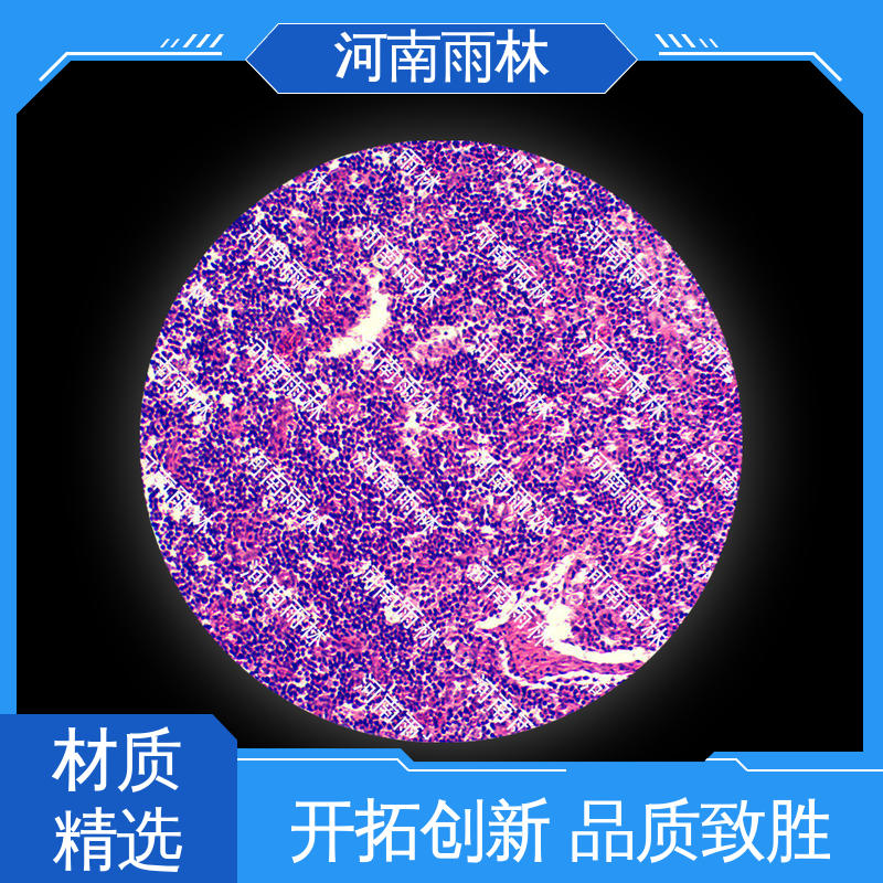 雨林教育 可提供材料 个性化定做 质量保障 病害标本