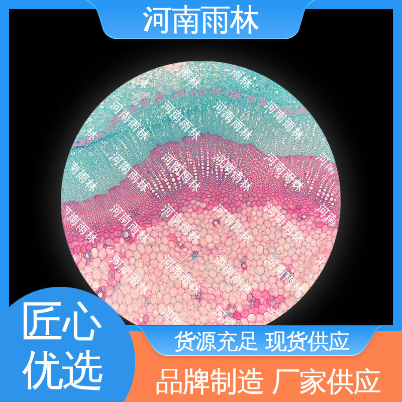 细胞清晰 植物标本 质量优 厂家销售 雨林教育工程