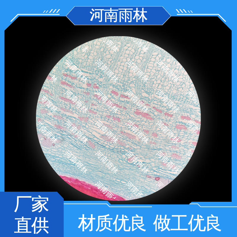 各类标本 品质优良 可提供材料 个性化定做 雨林教育