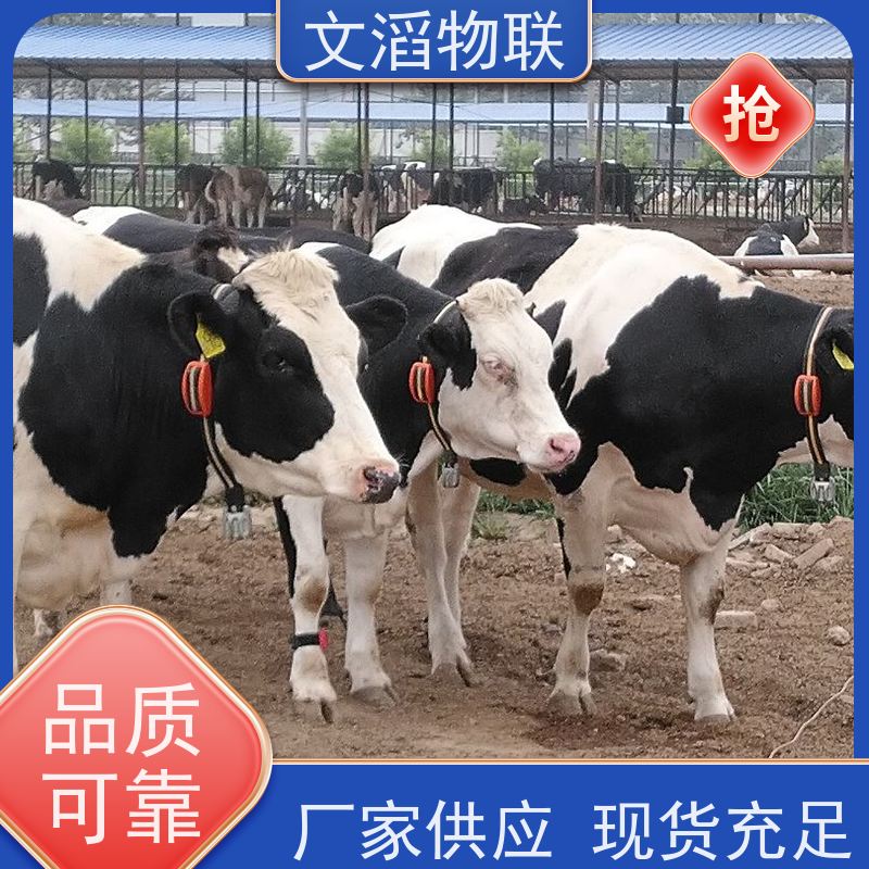 文滔物联 猪B超 多功能畜牧宠物定位计步器 源头厂家 