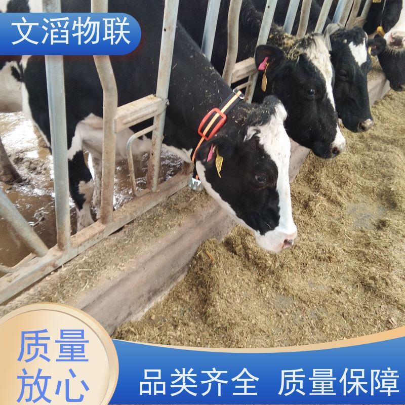 文滔物联 牛B超 监测奶牛采食量计步器 生产厂家 