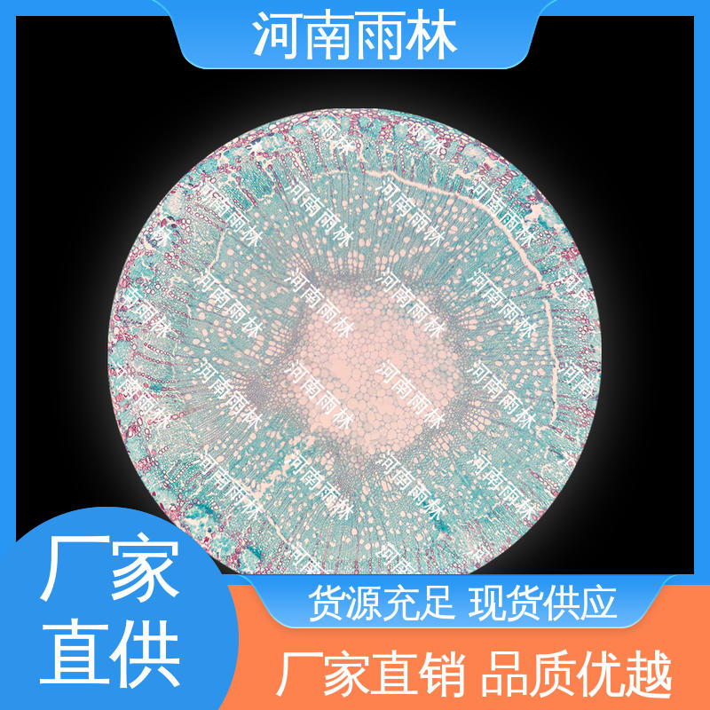 实验标本 支持定制 性价比高 切片安全 雨林教育