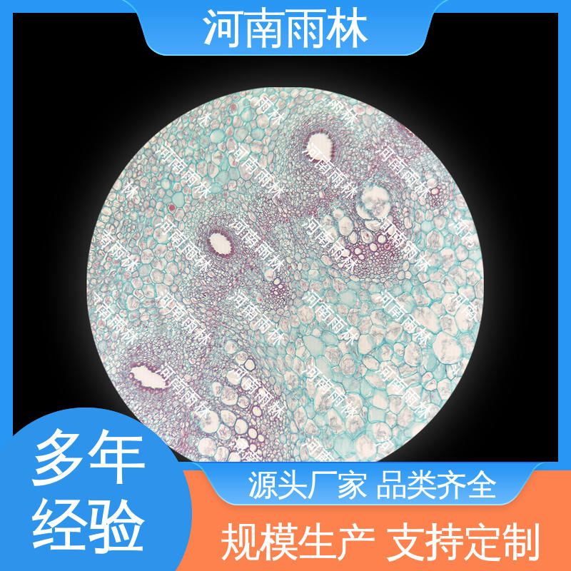 雨林教育 细胞清晰 性价比高 个性化定做 实验标本