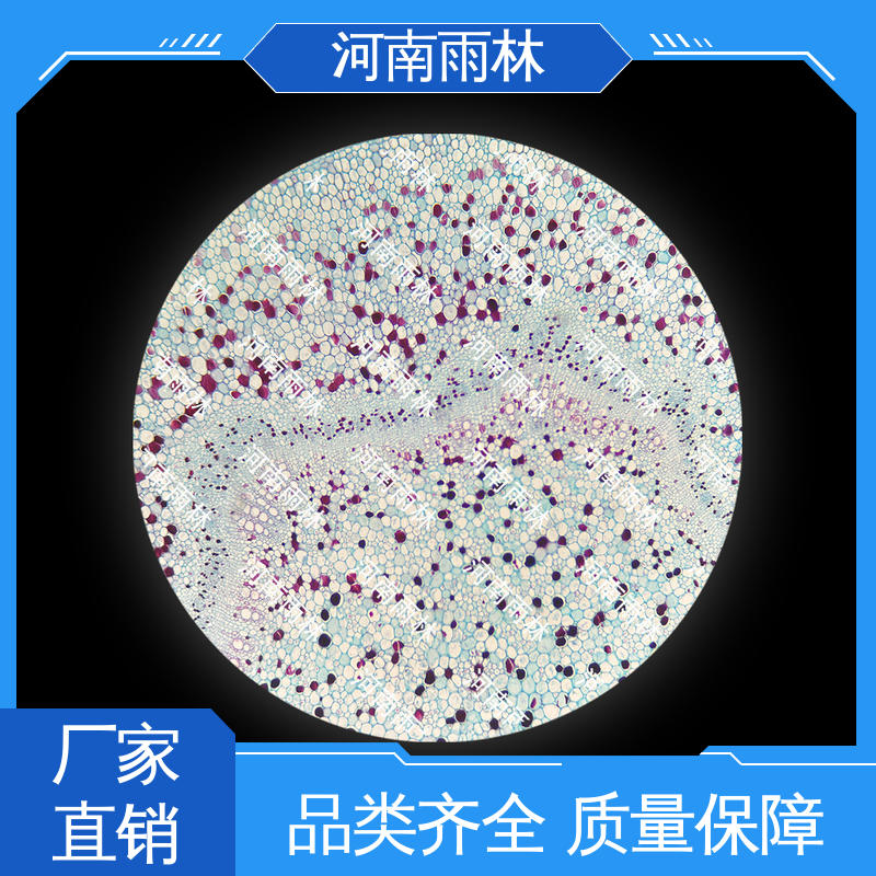 雨林教育工程 个性化定做 品质优良 生物切片 可提供材料