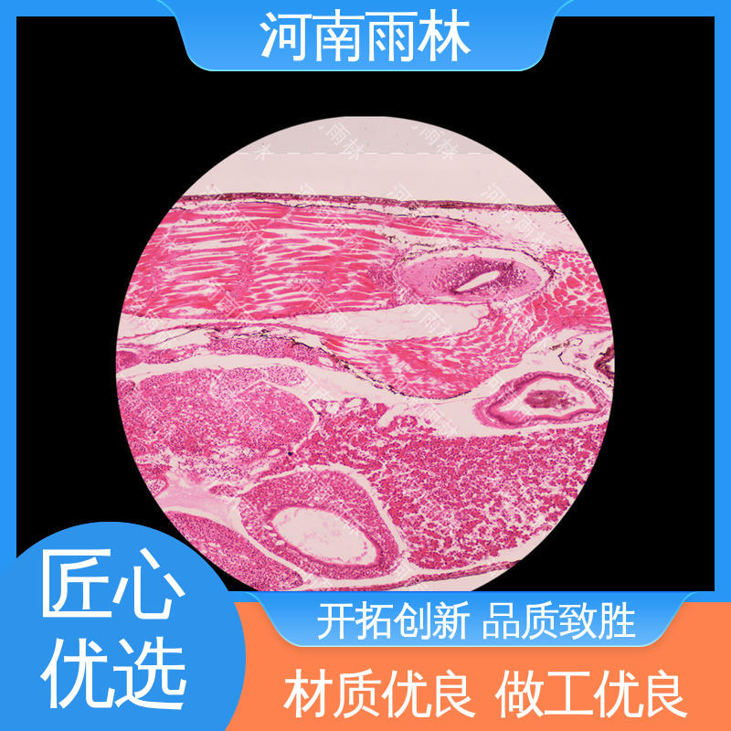 雨林教育 各类标本 源头工厂 性价比高 品质优良