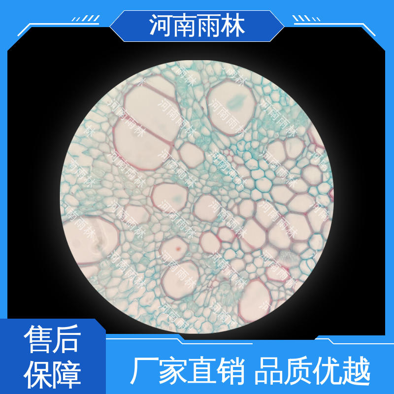 个性化定做 各类标本 一对一质检 可提供材料 雨林
