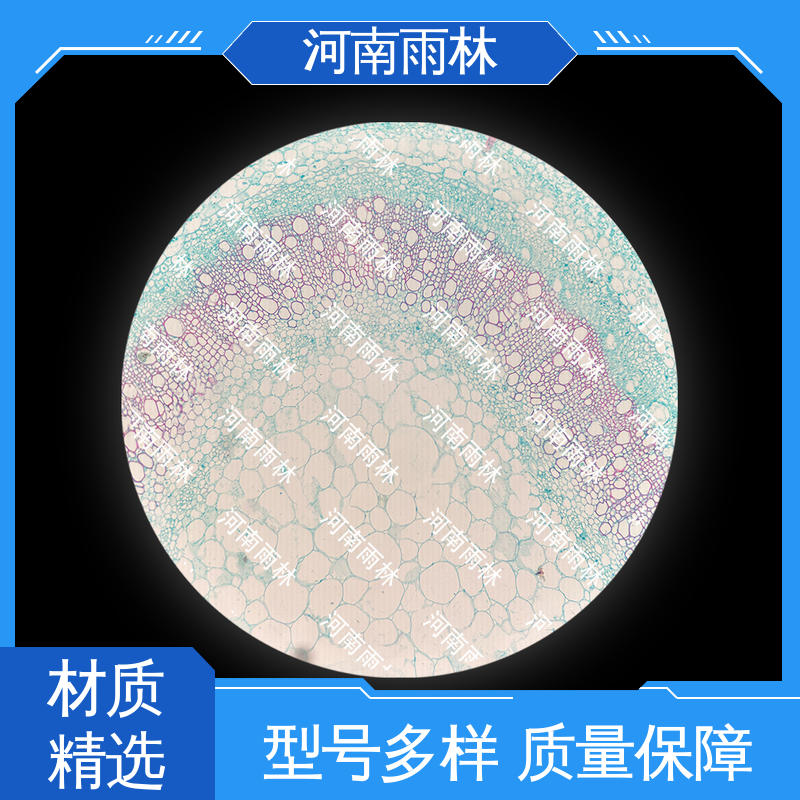 雨林教育 售后无忧 支持定制 切片安全 病害标本