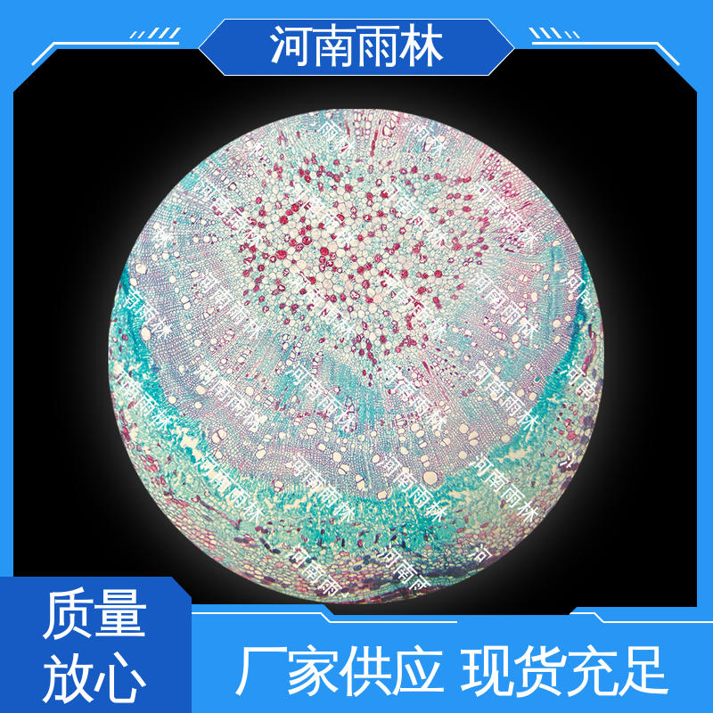 源头工厂 质量保障 显微标本 售后无忧 雨林教育
