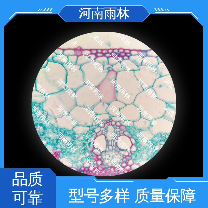 雨林教育工程 厂家销售 可定制 切片安全 病害标本
