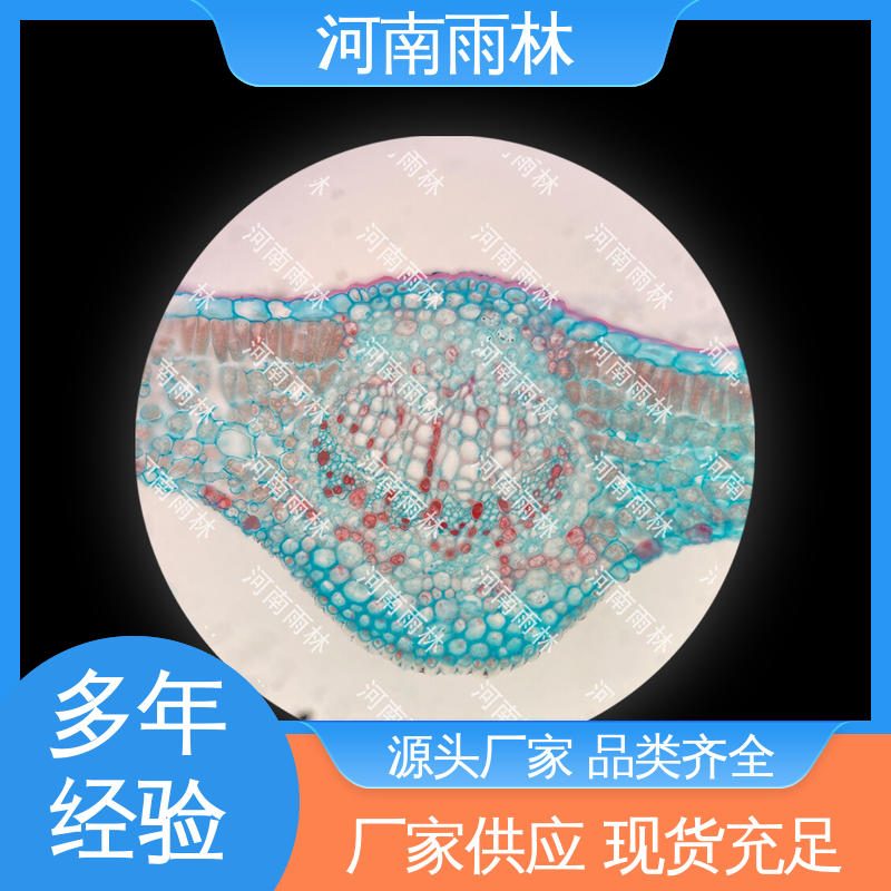 雨林教育工程 性价比高 个性化定做 质量保障 病害标本