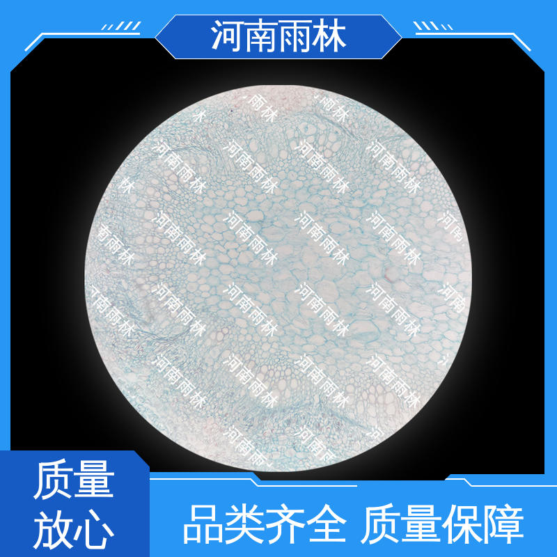 雨林教育 个性化定做 可后期加工 品质优良 显微标本