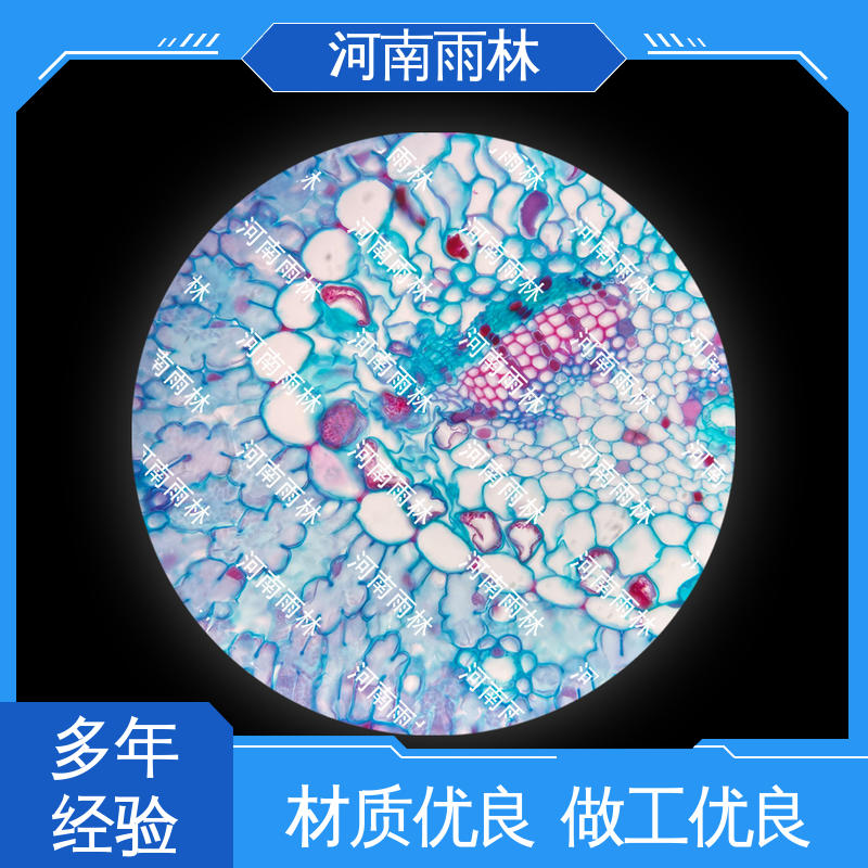 雨林教育 售后无忧 个性化定做 各类标本 细胞清晰