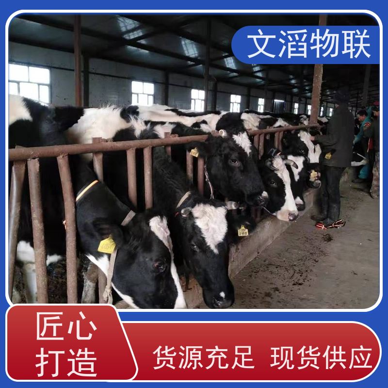 文滔物联 羊B超 牛羊马驴发情监测GPS定位计步器 厂家 