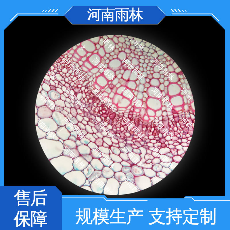 售后无忧 植物标本 细胞清晰 支持定制 雨林教育