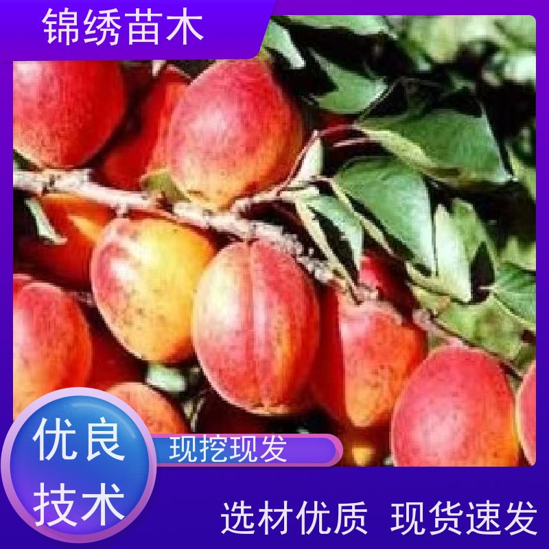 红梅甜杏树苗 珍珠油杏苗批发 两年凯特杏树 结果早采摘园栽植优选