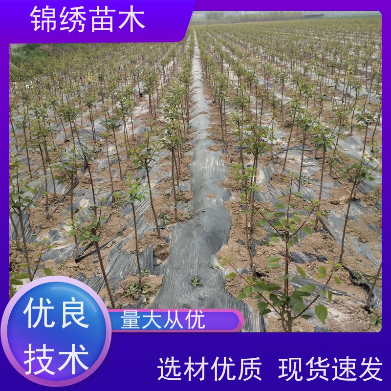 1-5公分杏苗 荷兰香蜜杏锦绣苗木 杏树苗6公分凯特杏树 现挖现卖