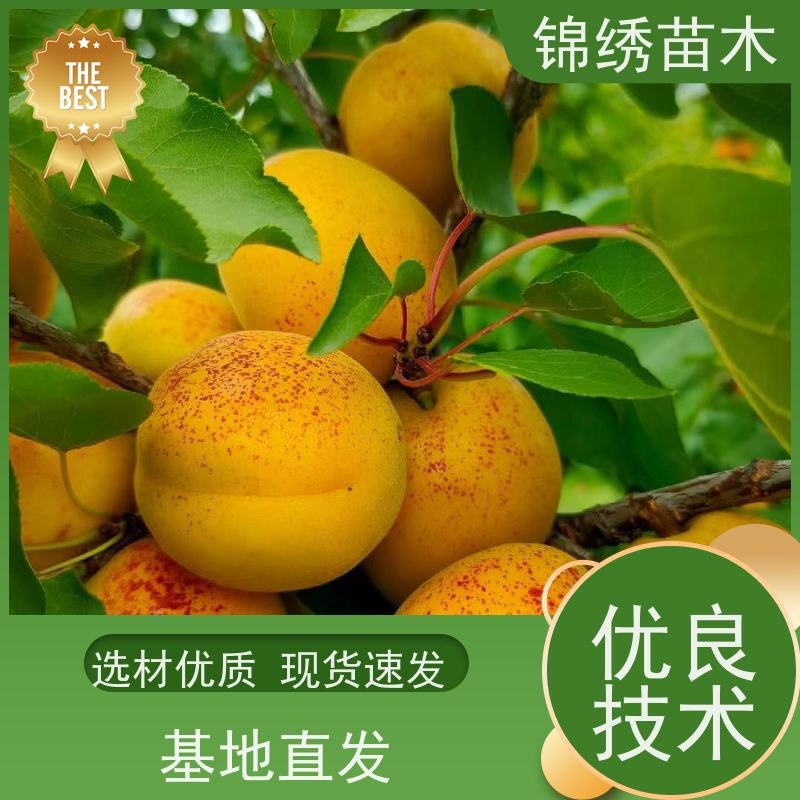 山杏树 精品山杏树苗基地批发 耐寒耐旱 小区庭院公园绿化 赏花吃果