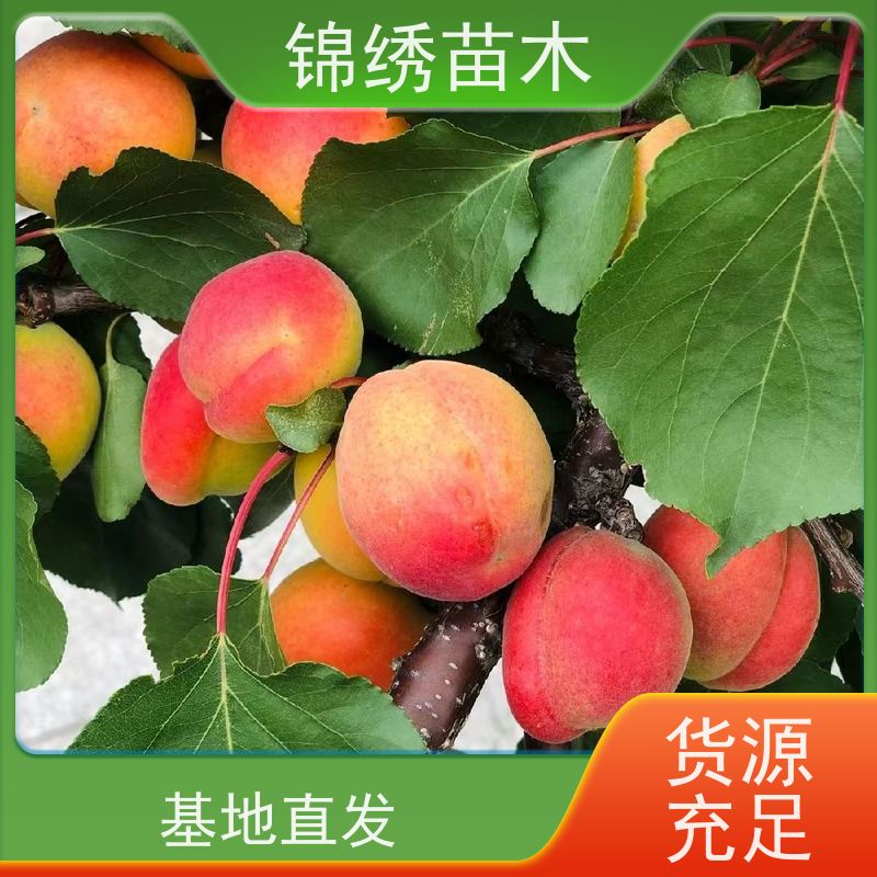 小白杏杏树苗可溶性固形物含量高 吊干杏口感香甜多汁 采摘园优选