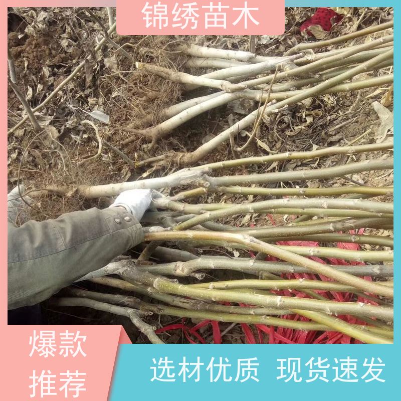 清香 维拉核桃苗 新早丰 丰辉 纸皮核桃树种苗 适宜荒山经济林种植苗
