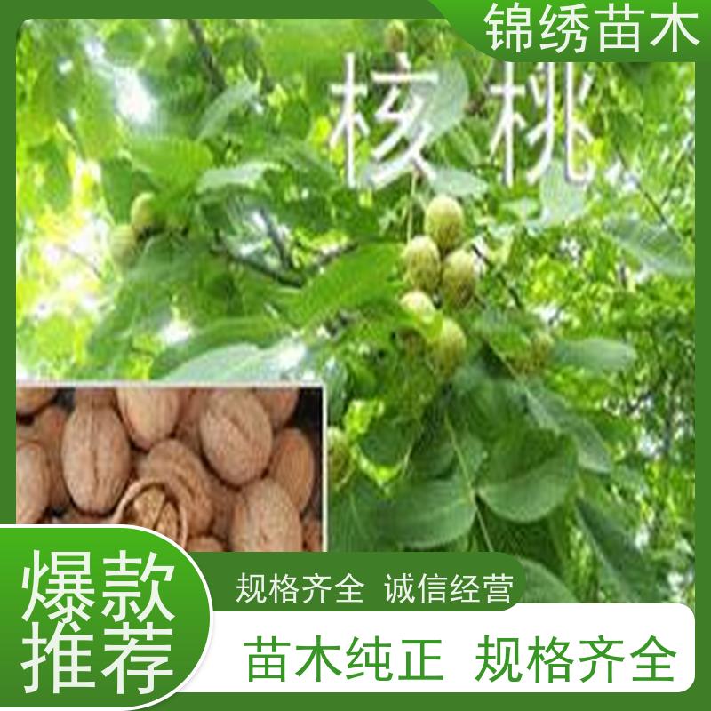 出售香玲 鲁光核桃苗 西扶结果核桃树苗木 根系发达 移栽当年挂果多