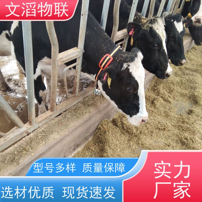 文滔物联 畜牧B超 动物发情监测GPS定位计步器 供应 