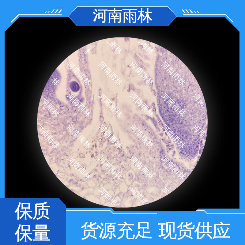 雨林教育工程 专业 病害标本 可定制 一对一质检