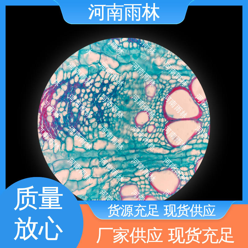 个性化定做 病害标本 售后无忧 细胞清晰 雨林教育工程