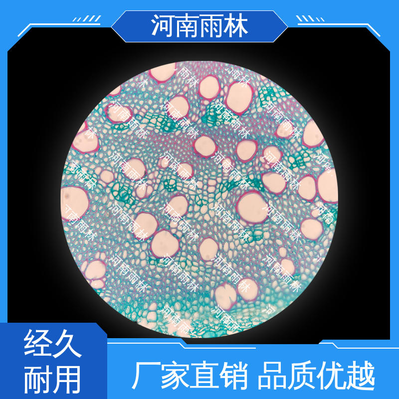 雨林教育工程 可定制 厂家销售 显微切片 颜色鲜亮
