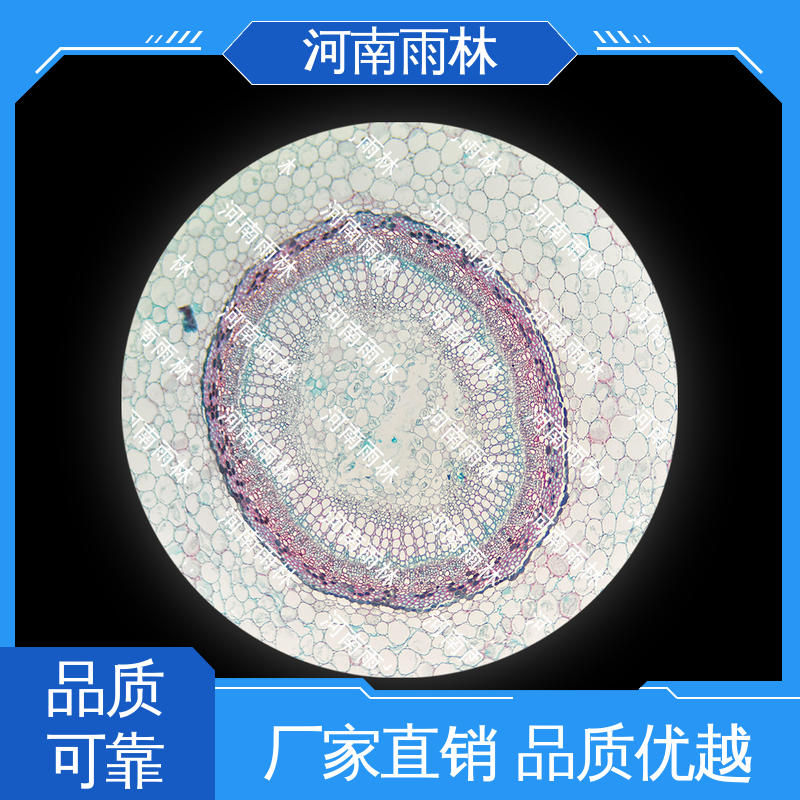 植物切片 颜色鲜亮 可提供材料 个性化定做 雨林教育