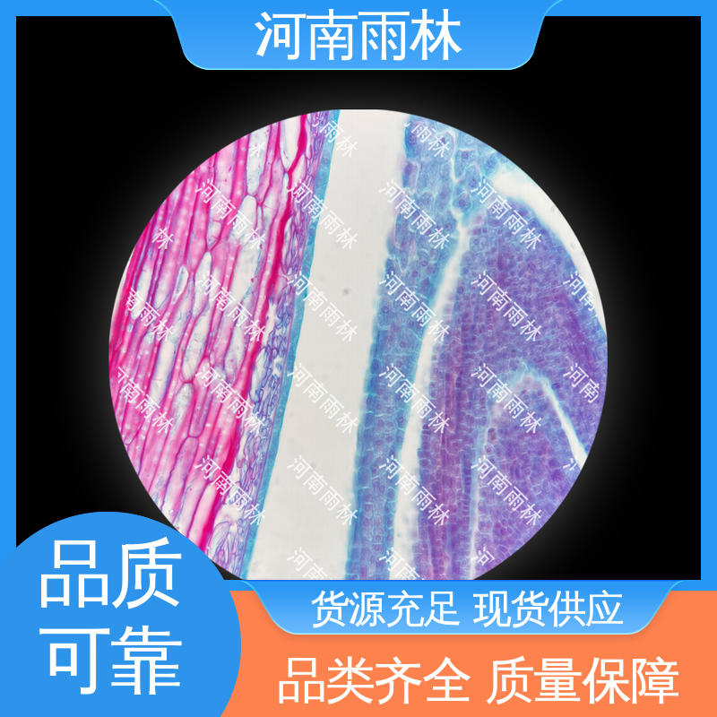 雨林教育 源头工厂 实验切片 颜色鲜亮 售后无忧