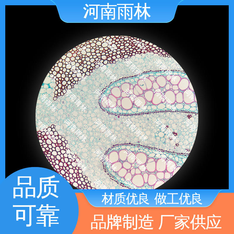 各类标本 切片安全 源头工厂 可定制 雨林教育工程