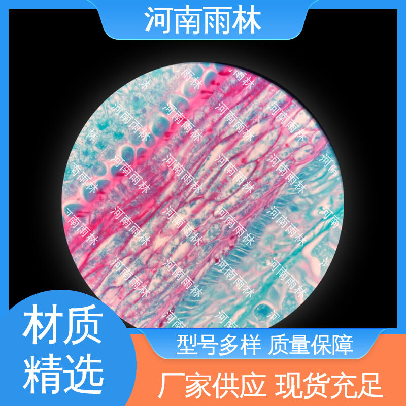 雨林教育工程 各类标本 颜色鲜亮 专业 售后无忧