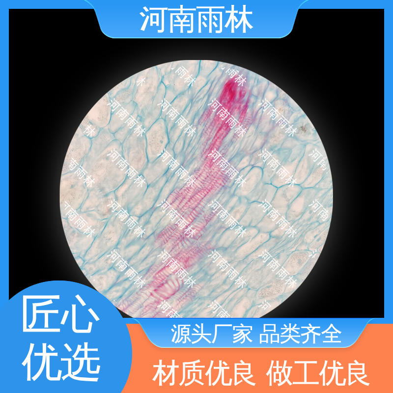 雨林教育工程 性价比高 厂家销售 植物切片 颜色鲜亮