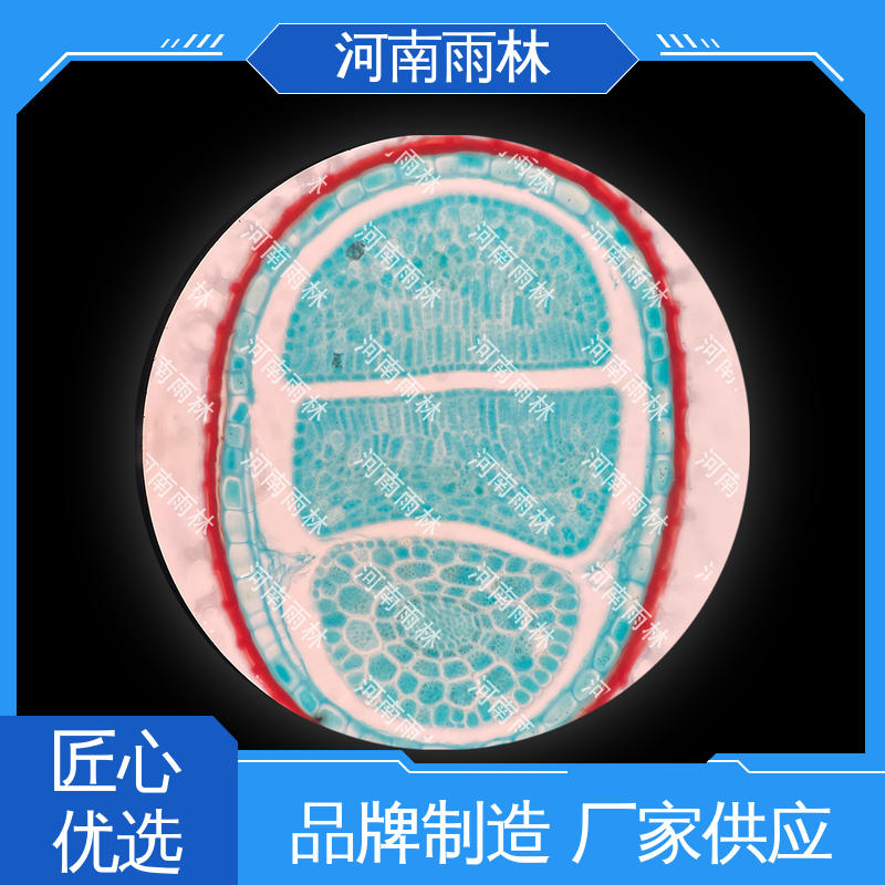 雨林教育 显微标本 源头工厂 售后无忧 细胞清晰