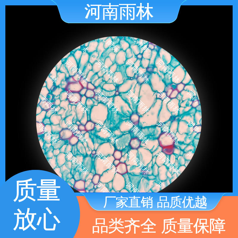 可定制 源头工厂 生物切片 质量保障 雨林教育工程