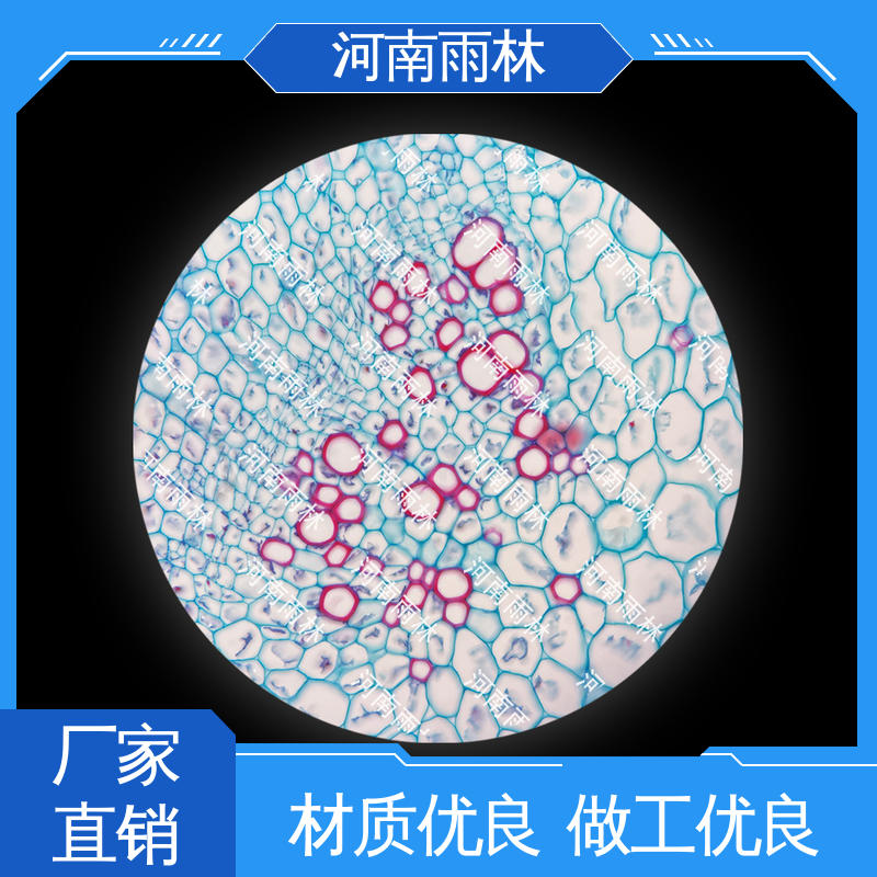 个性化定做 教学切片 可定制 品质优良 雨林教育