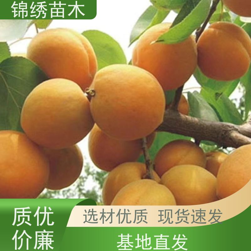 出售金太阳红梅杏 凯特杏树苗 果林果园种植苗 规格齐全 苗壮生长旺盛