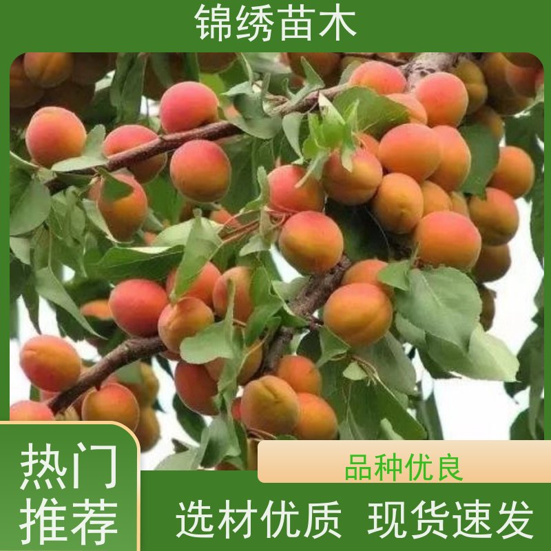嫁接1至10公分丰红杏珍珠油杏树苗 早熟新品种凯特杏 地栽好管理