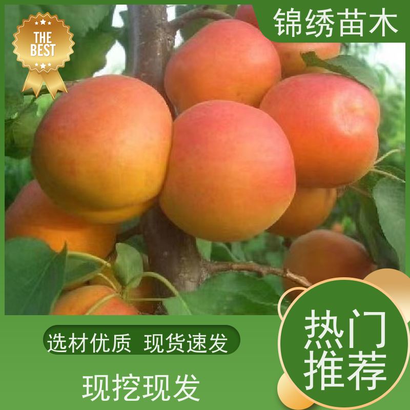 晚红杏 香蜜杏 红梅杏树苗 经济林果树 南北方种植 当年栽植次年结果