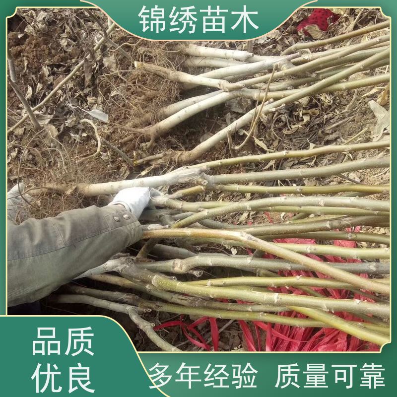 基地现挖发货 紫皮红仁核桃树苗 1-5公分冠核一号核桃苗 早实丰产
