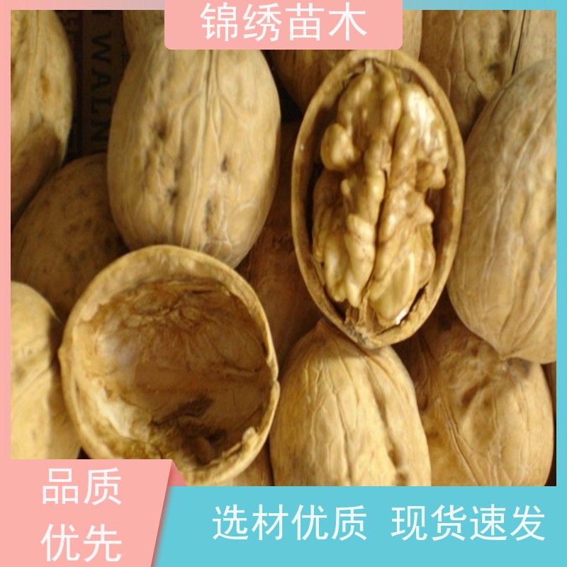 185核桃苗 美国薄壳山核桃树苗 规格1-5年生 多品种 果材兼用 易成活