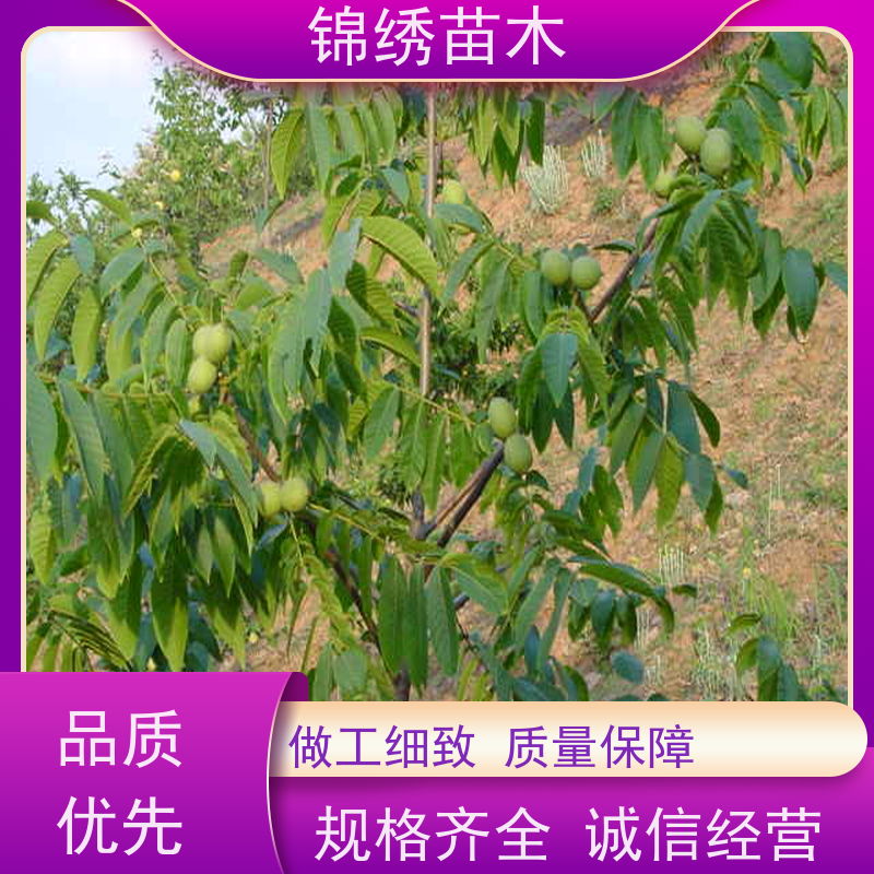 嫁接8518纸皮核桃树苗木 薄皮核桃苗 南方北方种植地栽干果当年结