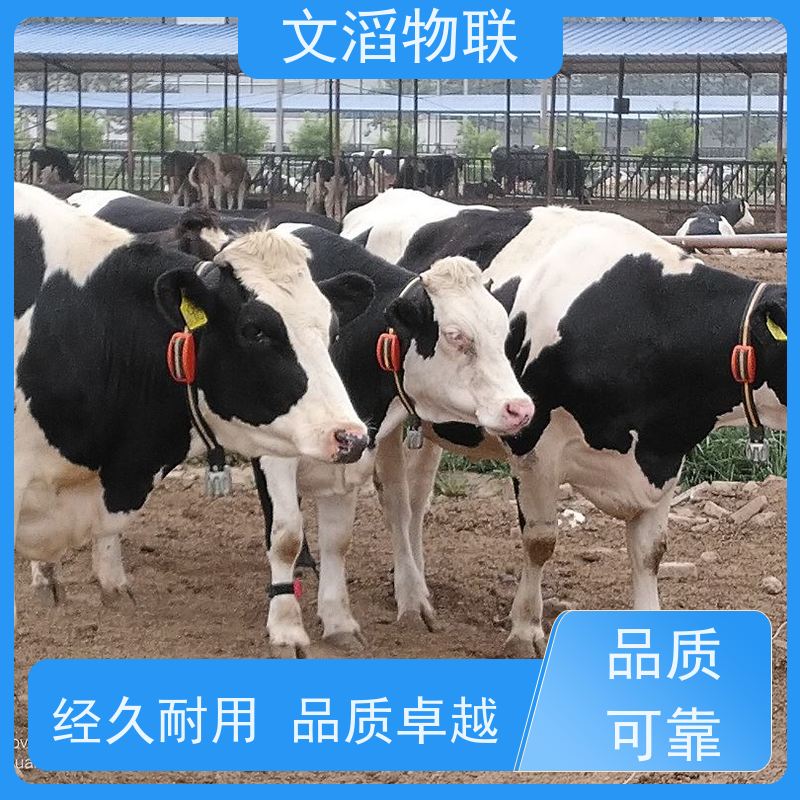 文滔物联 畜牧B超 宠物发情监测GPS定位计步器 厂商 