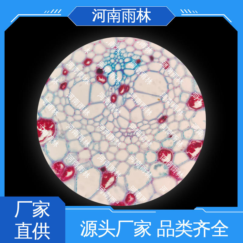 雨林教育工程 可后期加工 生物切片 个性化定做
