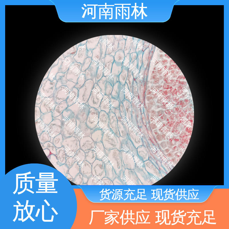 雨林教育 生物切片 可提供材料 一对一质检 厂家销售