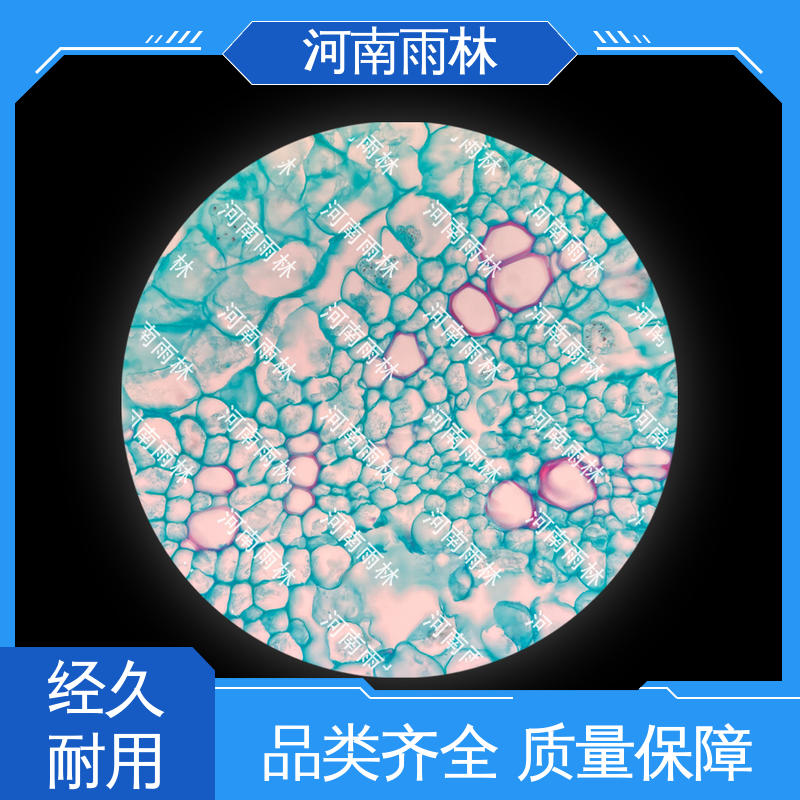 植物标本 个性化定做 可后期加工 切片安全 雨林