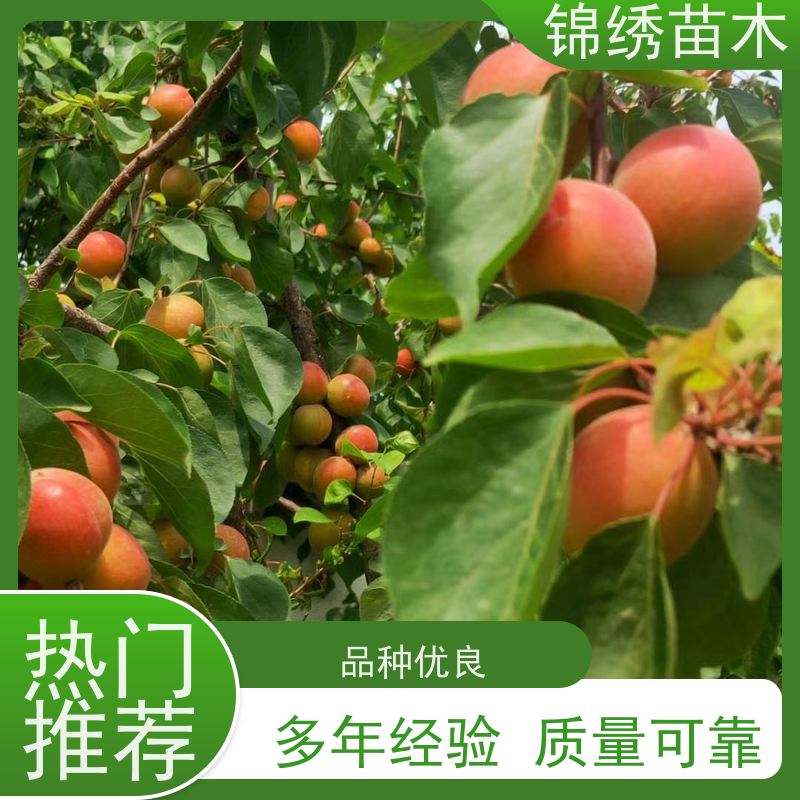 山杏苗 基地批发山杏树苗 丛生山杏杯苗 扁杏 树型好 根系发达优惠