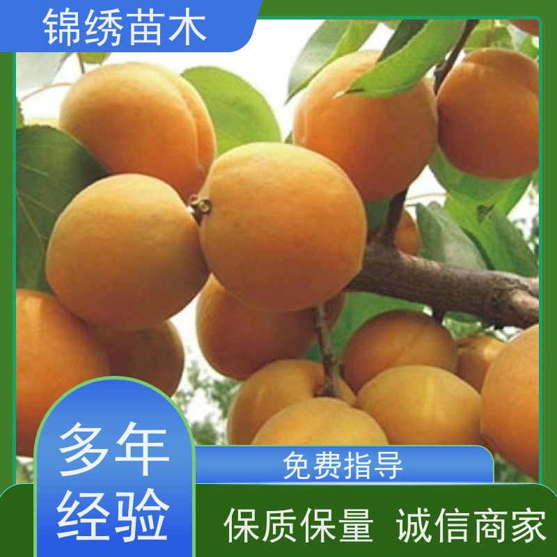 苗圃出售香蜜杏苗 3-8公分山杏树 珍珠油杏杏树苗 露棚地栽好管理